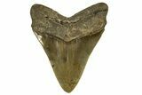Serrated, Fossil Megalodon Tooth - North Carolina #328106-1